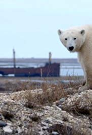 北极熊镇的生活 Life in Polar Bear Town with Gordon Buchanan.2016 字幕下载