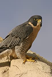极速游隼 Super Fast Falcon.2018 字幕下载
