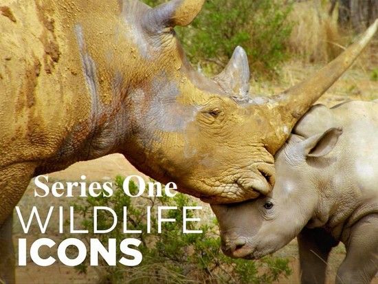 野生动物肖像 Wildlife Icons.2021 字幕下载