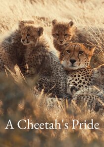 A Cheetah's Pride .2025 字幕下载