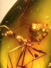 琥珀：时光机器 BBC Natural World The Amber Time Machine.2004 字幕下载