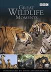 野生动物奇观 Great Wildlife Moments.0 字幕下载
