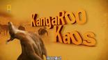 国家地理 袋鼠骚动 National Geographic Kangaroo Kaos.2010 字幕下载