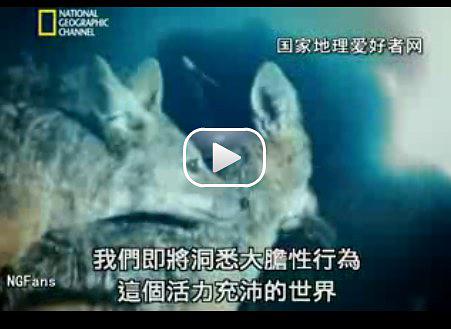 动物的情欲世界 Wild Sex.2005 字幕下载