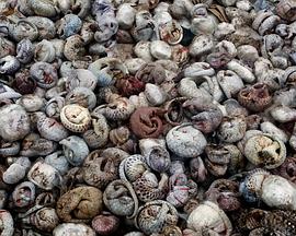 穿山甲：被捕杀最多的动物 Pangolins: The World's Most Wanted Animal.2018 字幕下载