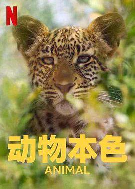 动物本色 第二季 Animal Season 2.2022 字幕下载