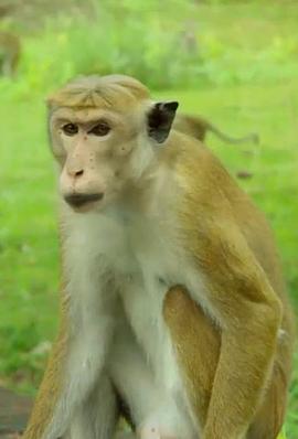猴群中的生活 A Life Among Monkeys.2019 字幕下载