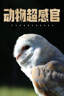 动物超感官 Supersenses.2020 字幕下载