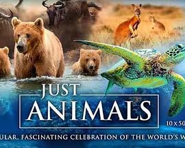 Just Animals Season 1 .2018 字幕下载