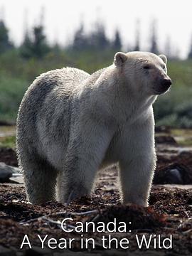 加拿大：荒野年轮 Canada: A Year in the Wild.2018 字幕下载