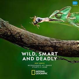 生存绝技 第一季 Wild, Smart and Deadly Season 1.2024 字幕下载