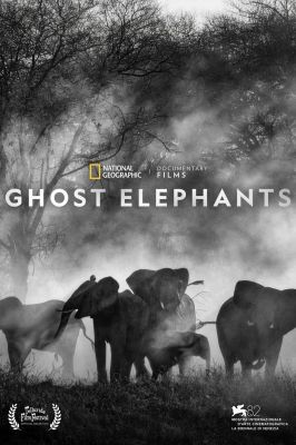 追寻幽灵大象 Ghost Elephants.2025 字幕下载