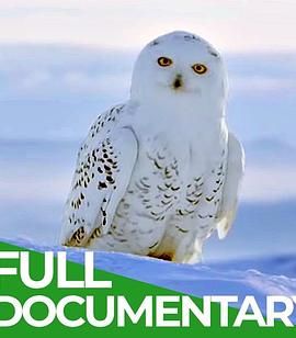 冬日传说：雪鸮的旅程 A Winter's Tale: The Journey Of The Snowy Owls.2015 字幕下载