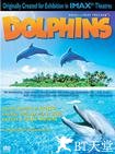 海豚 Dolphins.2000 字幕下载