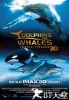 海豚和鲸鱼 3D Dolphins & Whales Tribes of the Ocean 3D.2008 字幕下载