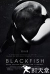 黑鲸 Blackfish.2013 字幕下载