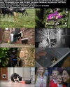 BBC地平线：小猫日记 Horizon: Little Cat Diaries.2013 字幕下载