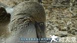 赤道系列：海洋的力量 Equator: Power of an Ocean.2007 字幕下载